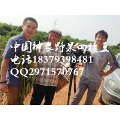 神农野果养生蔬菜绿色金条四棱豆  吃它保健 种它发财