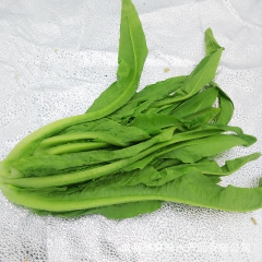 蔬菜 油麦菜 直供餐饮酒店 鲜鲜鲜水产品有限公司