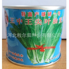供应特高产球研一号王中王尖叶油麦菜