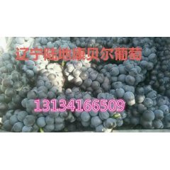 辽宁北镇陆地巨峰葡萄产地代收大量上市