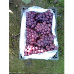 巨峰葡萄 无公害套袋 葡萄基地