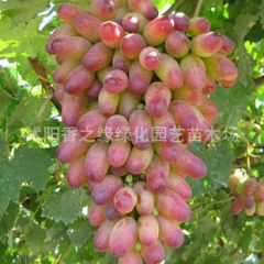 庭院盆栽树苗 葡萄苗 无核美人指葡萄 6年大苗 当年结果 1...