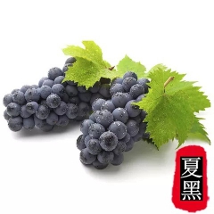 优质黑提葡萄 免洗 果园基地批发销售箱装