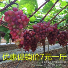 10月热销绿色有机种植魏可大颗粒有籽红葡萄非提子果园直发
