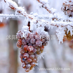 出售果树苗 葡萄苗 恒仁冰葡萄苗 户太冰葡萄 盆栽果树苗四季...