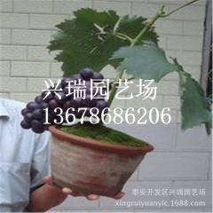 基地盆栽葡萄 哪里有盆栽葡萄 盆栽葡萄直销供应 夏黑嫁接葡萄...
