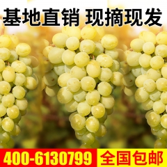 广西新鲜葡萄水果 现采现发玫瑰葡萄批发 基地直供 一件代发 ...