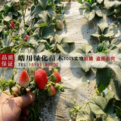 庭院地栽盆栽章姬牛奶草莓 批发北方南方攀援赛娃草莓苗日本一号