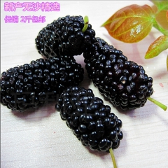 批发桑葚 精选黑桑莘 桑椹干2000克包邮 无沙新货有沙包退
