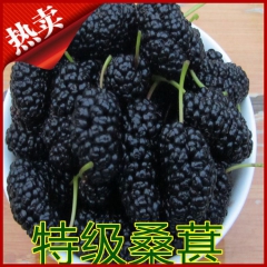 中药材批发黑桑葚子 散装特级滋补品桑葚干 供应大粒无沙食用桑...