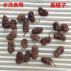 批发无硫中药材 桑椹子 黑桑葚 桑葚干 食用药用