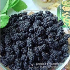 中药材批发野生新疆 黑桑葚 桑葚子 桑葚干