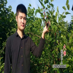大量供应果树苗矮化果桑 桑葚 无籽大十  台湾桑葚 长果桑
