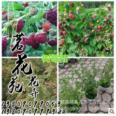 批发：果树苗，树莓，树莓苗，庭院盆栽，当年结果！适合种植