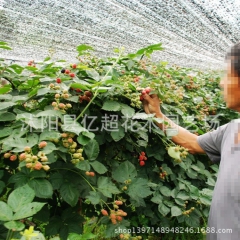 基地直销 红树莓树苗 黑树莓 黄树莓 当年结果 澳洲红树莓苗...