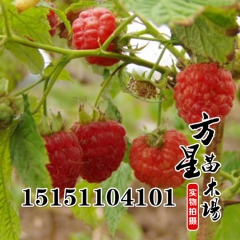 批发供应红树莓 黑树莓 丰满红 珍贵果树 当年可结果