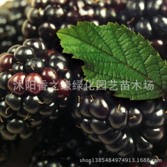 果树苗黑树莓品种【智利黑树莓 一品红树莓】抗病虫害 4年苗结...