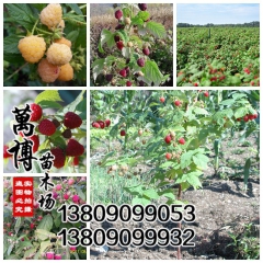 批发：果树苗，树莓，树莓苗，当年结果！适合南北方种植！包成活