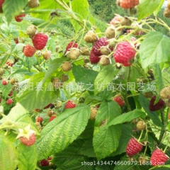 供应美国红树莓果树 双季红树莓 超甜树莓 当年结果 四季果树