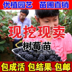 批发果树苗 树莓苗 红树梅/黑树莓/黄树莓 南方北方种植当年...