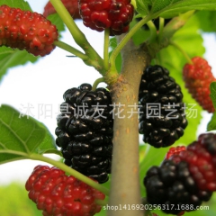 果树苗批发 树莓 紫果桑树苗 无籽无核果桑苗 桑葚苗批发