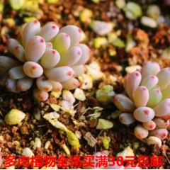 进口多肉 黑莓 黑豆 绿植 花卉 吸甲醛防辐射 盆栽 多肉批...