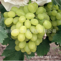 果树苗批发 维多利亚青提 无核葡萄 盆栽果树苗 别墅果树 挂...