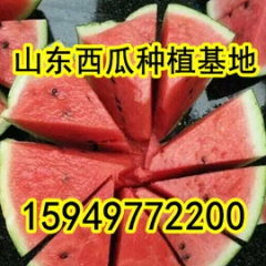 山东最大西瓜基地西瓜批发价格