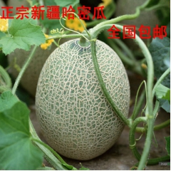 正宗新疆哈密瓜 西州蜜25号哈密瓜批发 1件2个约6斤种全国...