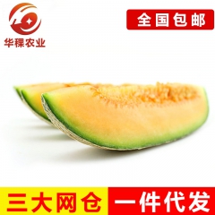 新鲜水果新疆无公害农产品果园现摘现发香甜脆爽多汁雪里红哈密瓜