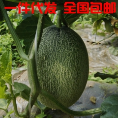 西周密25号哈密瓜 正宗新疆哈密瓜 1件2个瓜约6斤种 全国...