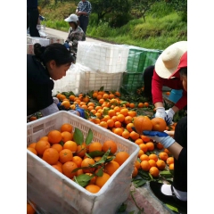 湖北脐橙_湖北脐橙价格_优质湖北脐橙批发