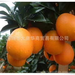 富川脐橙 鲜橙子新鲜水果纯天然 非诸橙赣南脐橙20斤包邮一件...