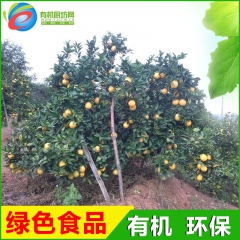 江西特产 原生态赣南脐橙 新鲜水果现摘 20斤/箱 一件代发...