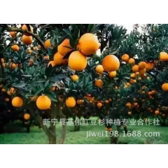 【一件代发】脐橙精品果20斤  正宗崀山脐橙  新鲜水果代理...