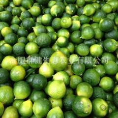 海南 三亚 新鲜水果海南青金橘 青金桔