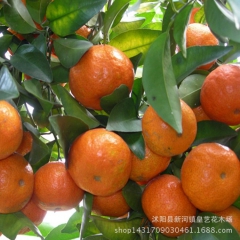 正宗无核砂糖桔金橘 芦柑果树苗批发基地直销3年量大从优