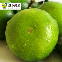 【壮乡河谷】广西新鲜水果现摘现发5斤包邮酸甜桔子蜜桔橘子蜜橘