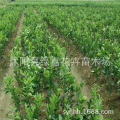 柑桔树苗 砂糖桔苗 橘子树苗 沙糖桔子树苗 无籽蜜橘 冰糖桔...