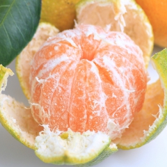 【绿佳康】新鲜水果 云南蜜橘  薄皮蜜桔   现采现发 1件...
