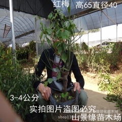 梅花盆栽 红梅盆景腊梅树苗盆景梅花苗乌梅 红梅桩树桩盆景