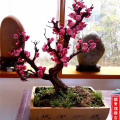 梅花 高档盆栽 红梅花 梅花苗 乌梅 红梅桩 树桩盆景 包成...