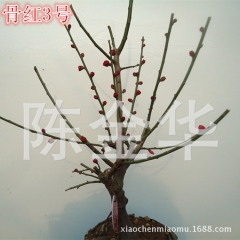 早春观花植物 梅花盆景 红梅 绿梅 乌梅 品种全 造型好 易...