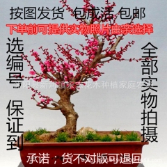 批发梅花 高档盆栽 红梅花树桩 乌梅 红梅桩 树桩盆景 包成...
