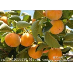 红布林陕西大荔金太阳杏基地凯特杏价格基地