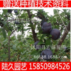 果树基地李子树苗  黑布林李子  黑李子苗  嫁接果树  李...