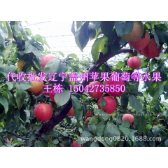 供应2016年辽宁盖州大棚幸运红宝石黑布林琥珀李子