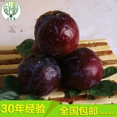 厂家供应 黑总统李子 新鲜特产李子 鲜脆紫色李子 晚熟黑李子...