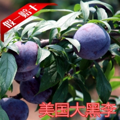 供应李子苗 黑宝石李子苗 占地李子树苗 高产李子苗 美国大黑...