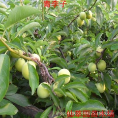 出售 李子树苗 嫁接苗 黑李子红李子  黄金李子地栽  盆栽...